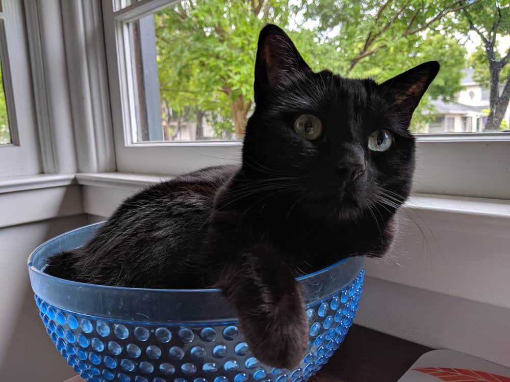 Black cat sitting in a blue bowl by a window.