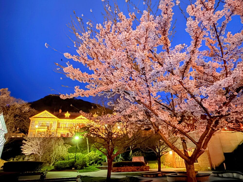 満開の桜と旧函館区公会堂(4月末)