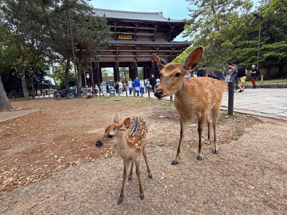 奈良公園