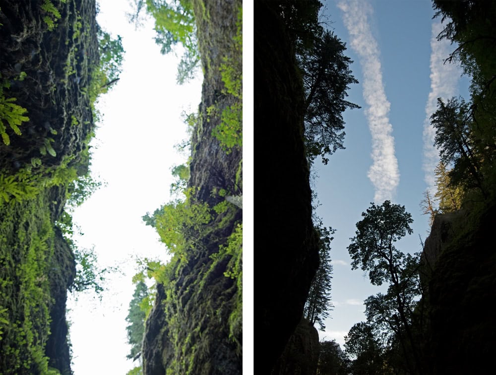 Looking up towards the sky while walking through the Oneonta Gorge