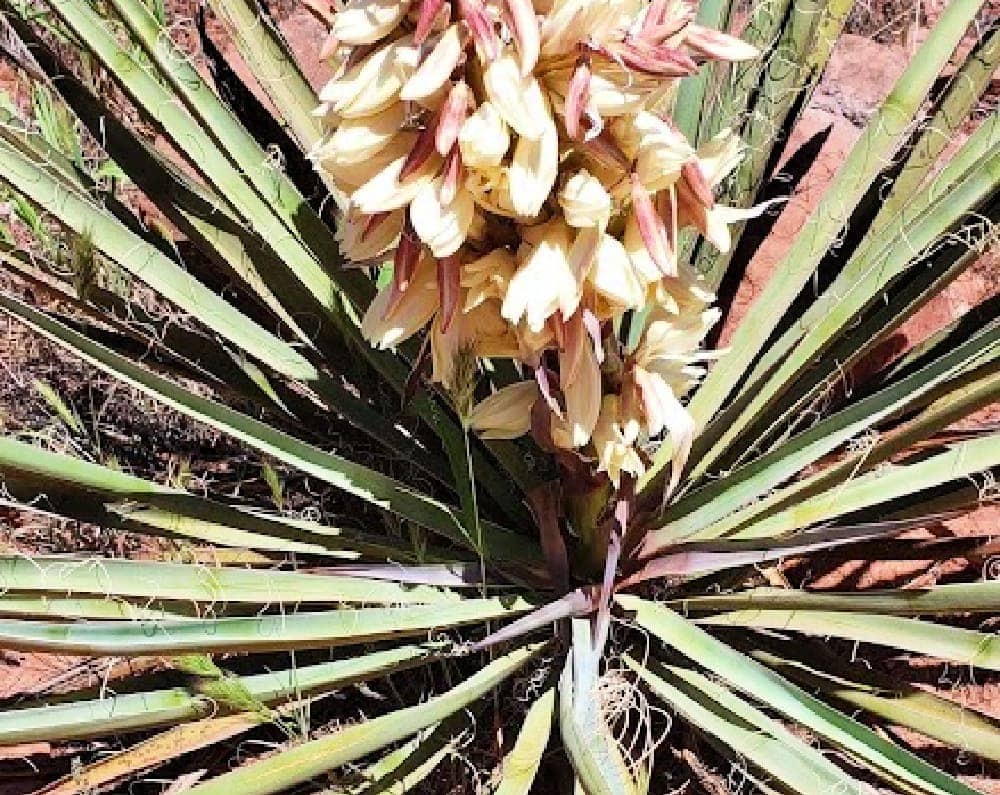 flowering yucca plant with long green, spiny leaves - not sotol yucca