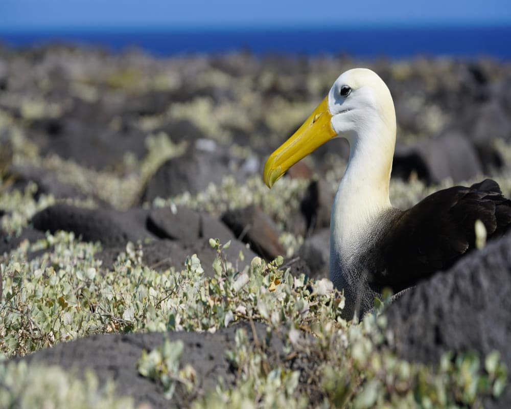 Albatros