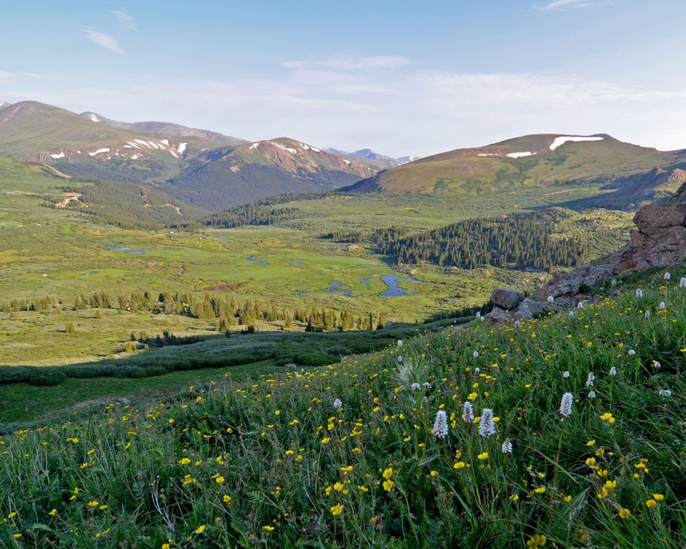 Spring flowers growing on the side of Mt. Bierstadt