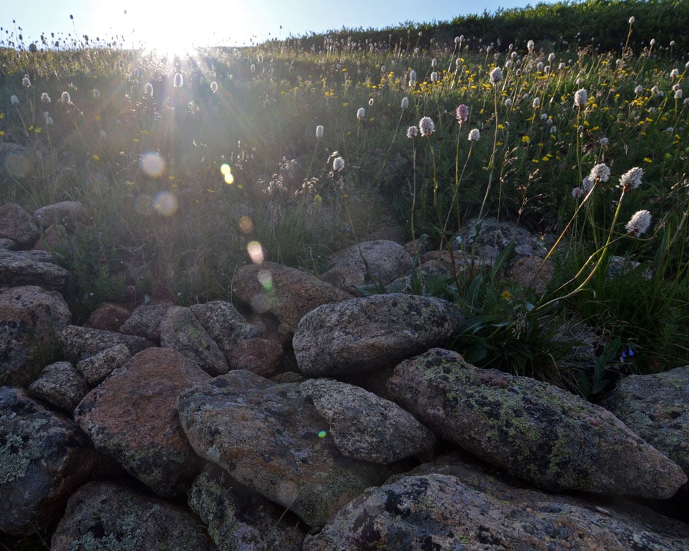 Flowers growing through the rocks while the sun rises at Mt. Bierstadt