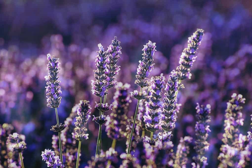 close up of lavender plant in lavender field