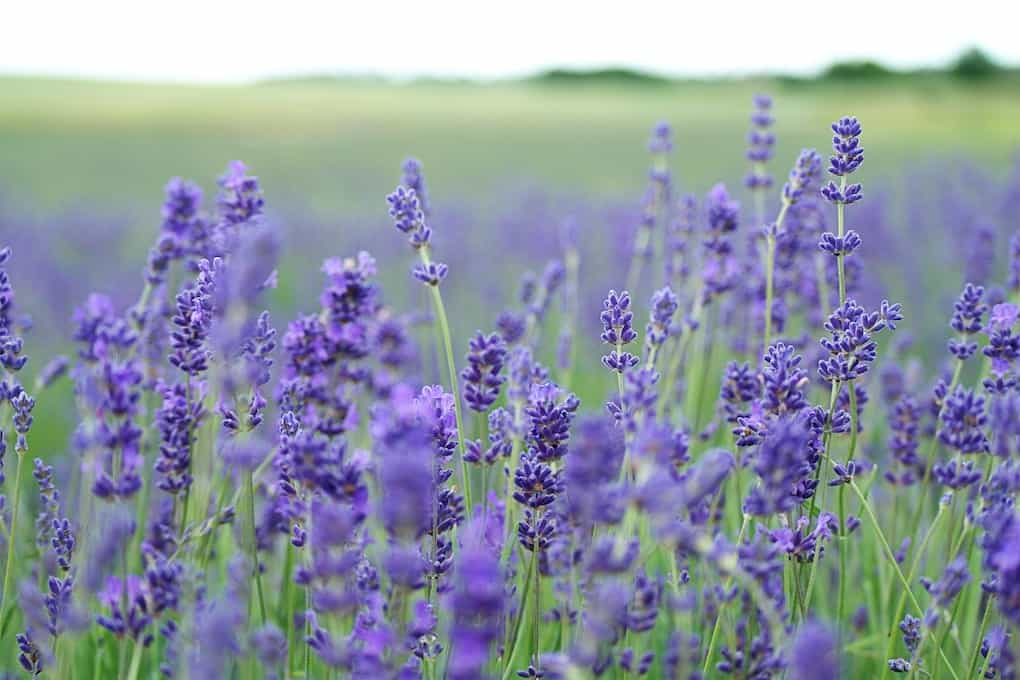 field of wild lavender