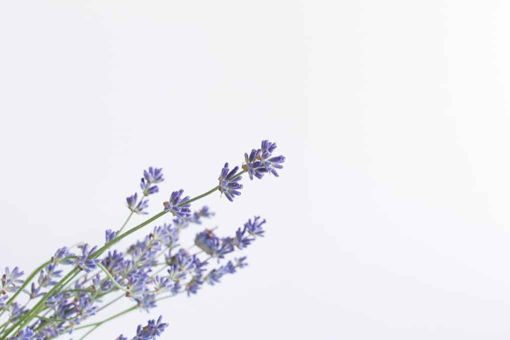 small bunch of lavender against white background