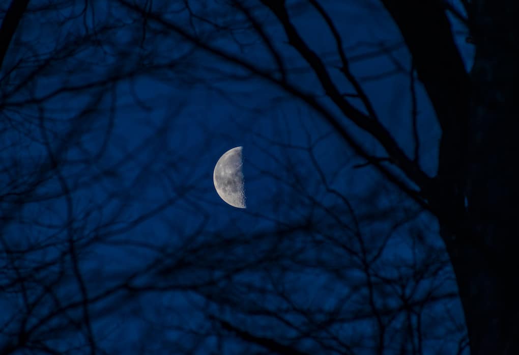 last quarter moon between the trees