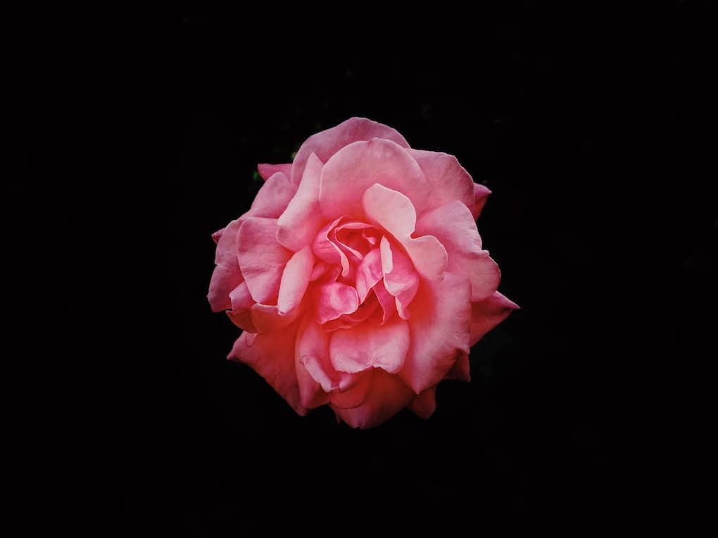 pink flower blooming on black background