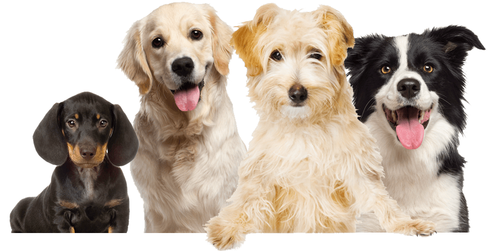 Perros Petplan