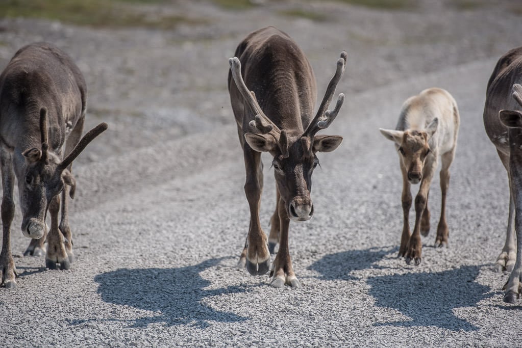 Caribou, and a baby, walking down the road on our way out from visiting Point Riche Lighthouse, what an unexpected treat