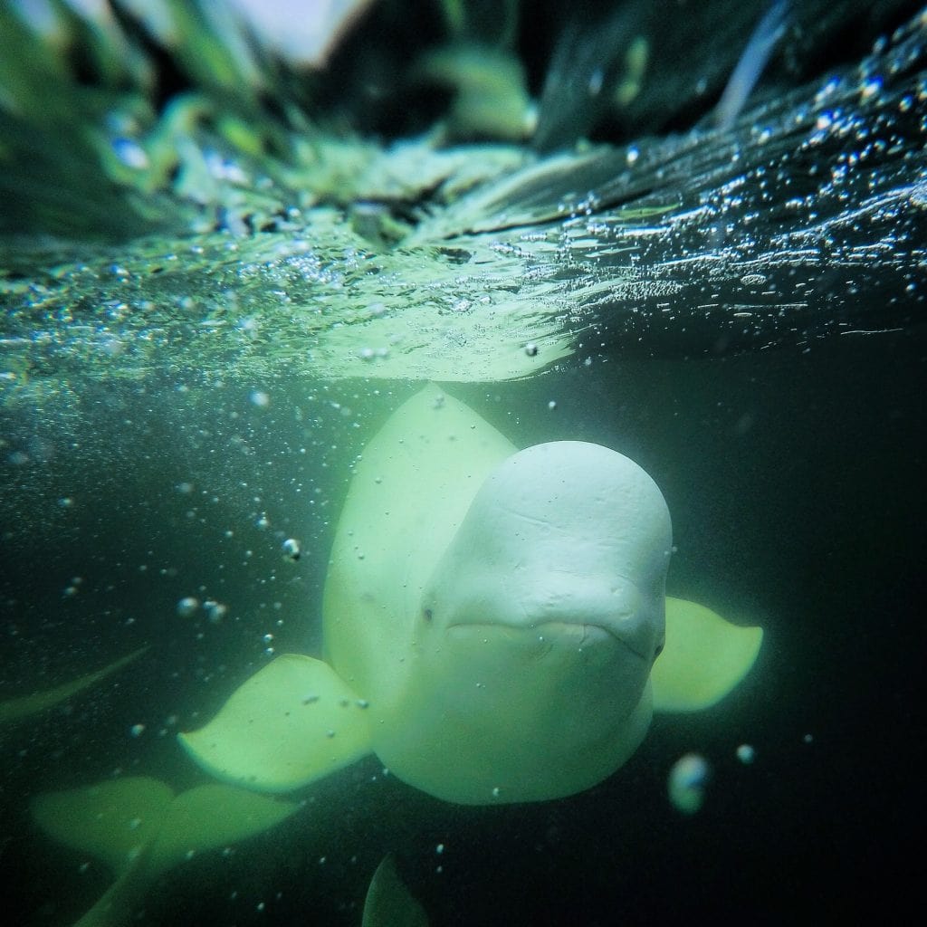 White beluga whale looks at the underwater camera through green tinted waters -Churchill Manitoba beluga whales