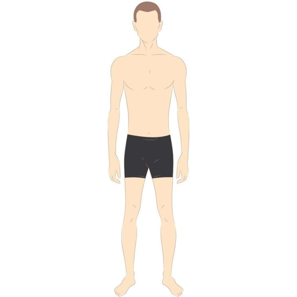ectomorph
