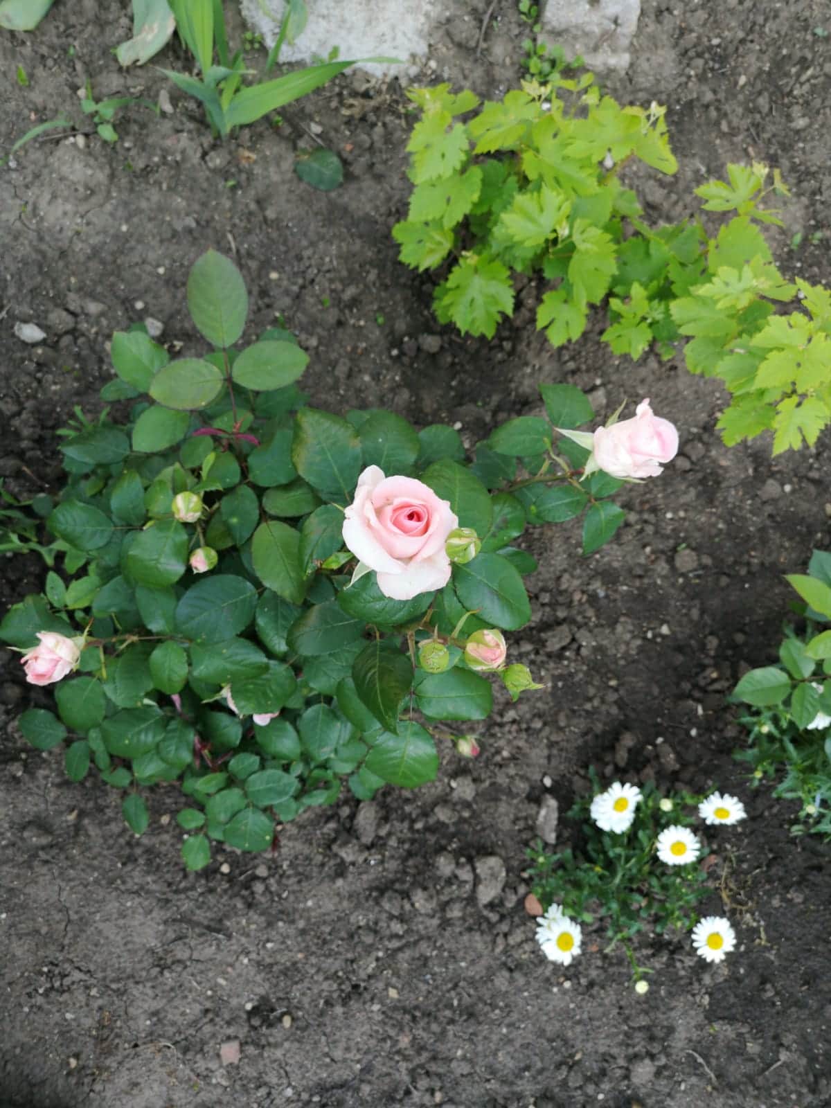 romania rose