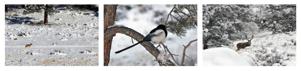 Some of the wildlife we saw at Beaver Meadows