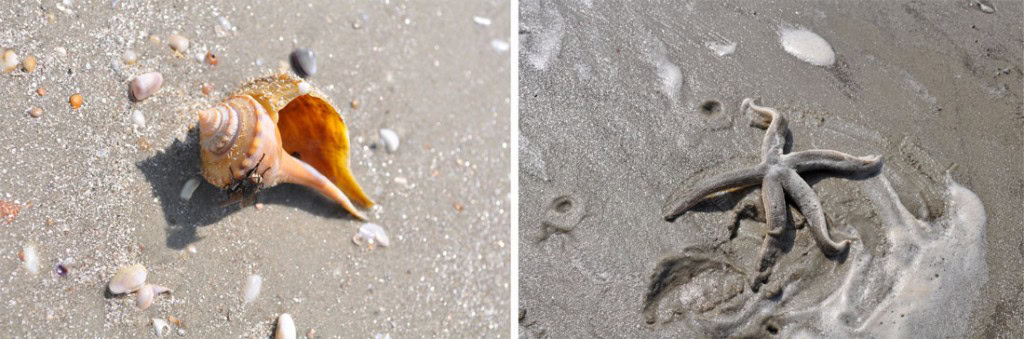 Conch shell and Starfish we spotted while walking down the serene beaches on Cumberland Island