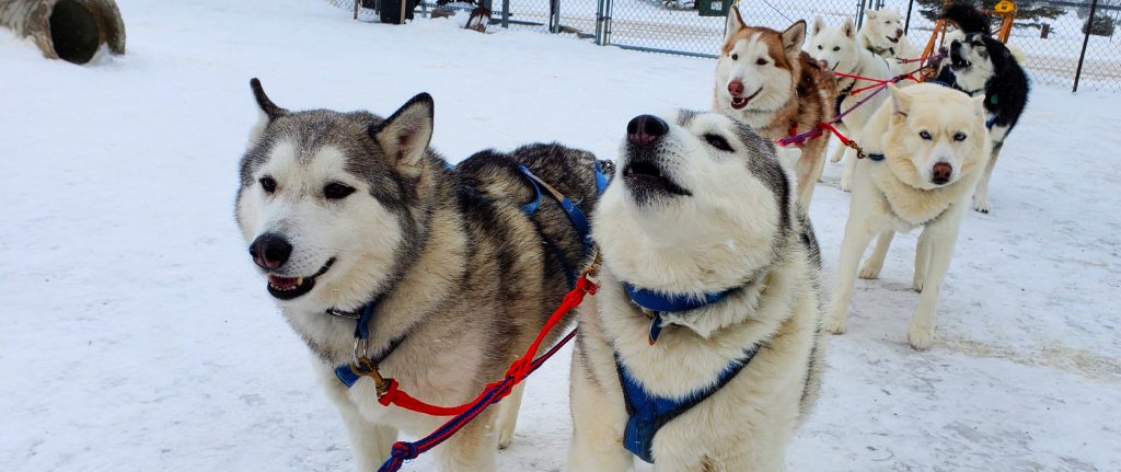 Two Siberian Huskies stand side-by-side on harness line at Siberian Outpost