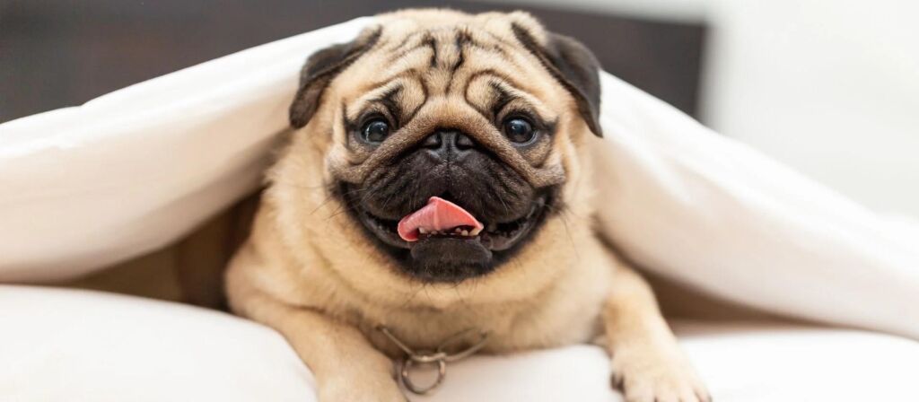 Carlino o pug: todos los cuidados que necesitas saber
