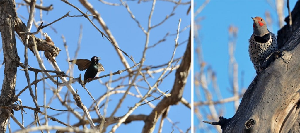 Some of the many birds at Barr Lake