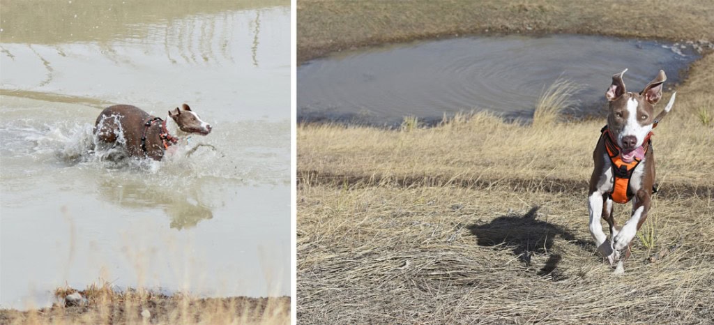 Dog playing and running through one of the many ponds that are part of Westminster Hills Dog Park