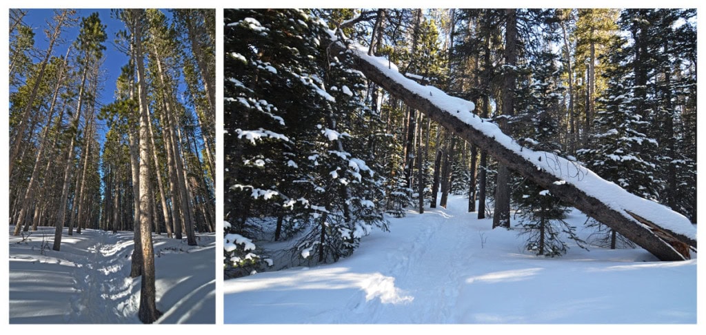 Snow covered trail on Bierstadt Lake Hike