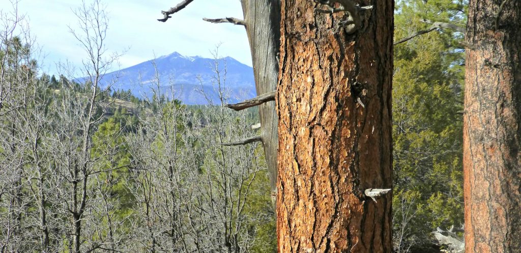Ponderosa pine in foreground ND PURPLE MOUNTAIN PEAKS IN BACKGROUND
