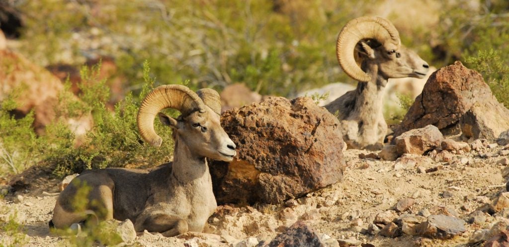 Arizona animals include these two Desert Bighorn rams laying down near boulders in the desert