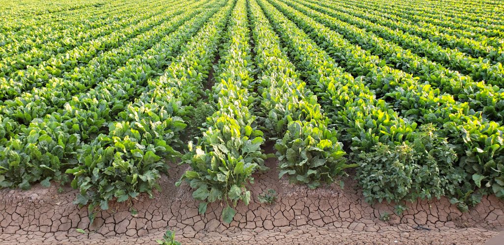 rows of leafy green vegetables disappear into the horizon