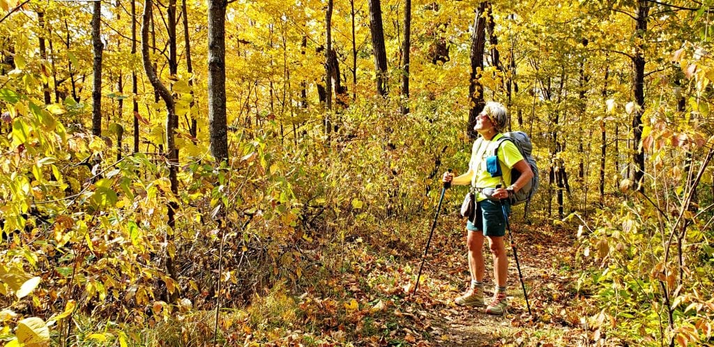 Arizona travel writer Stacey Wittig looks up at the sun shimmering through the golden leaves of thick maple forest on the Wisconsin way pilgrimage trail