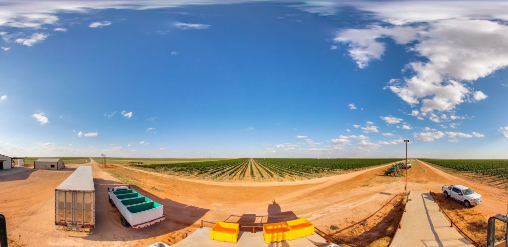 flat fields of rows of grapes growing in Texas disappear into the horizon