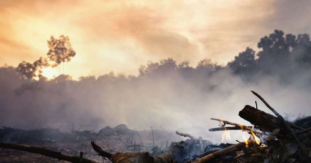 Is Palm Oil Vegan Ethics, Environmentalism, and Humanitarian Issues Discussed