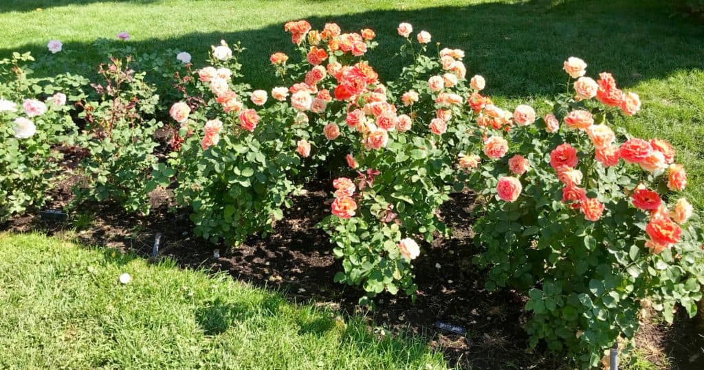 image of rosesrosehillmanito