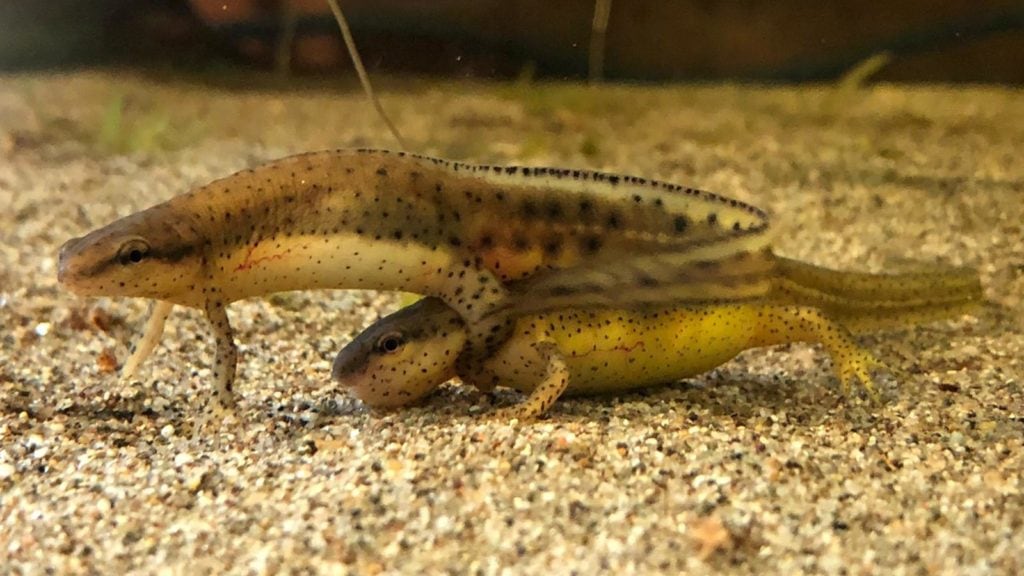 Notophthalmus viridescens louisianensis in amplexus