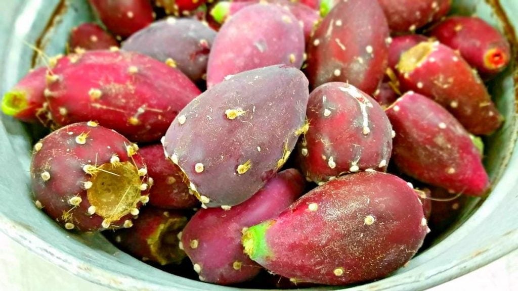 Harvested prickly pears