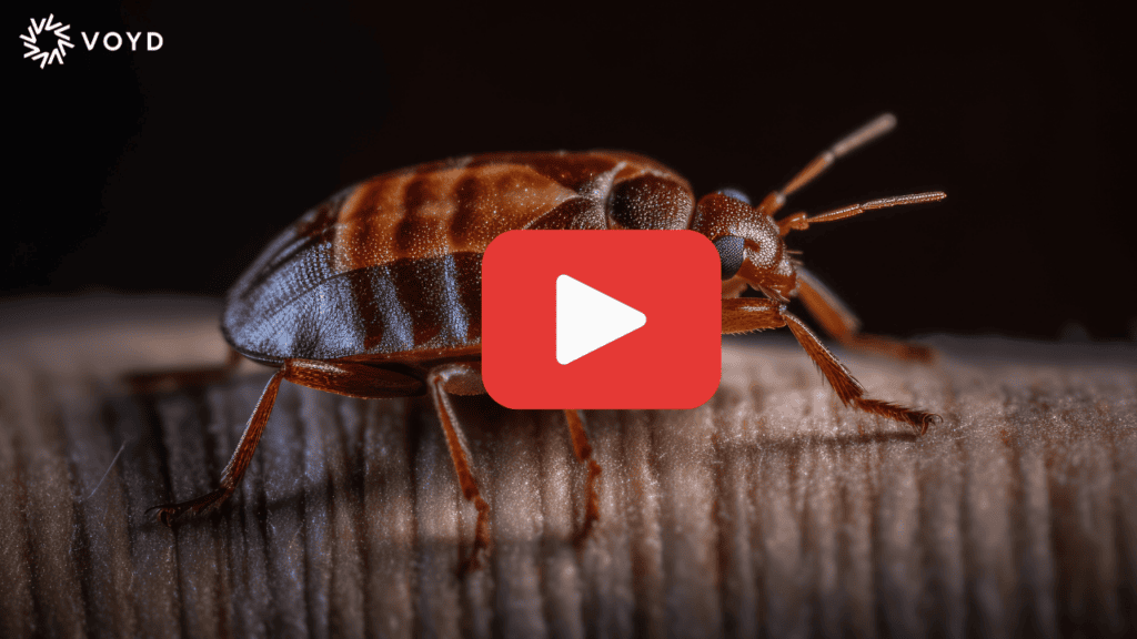 A bed bug crawling on a humans skin looking to bite. 