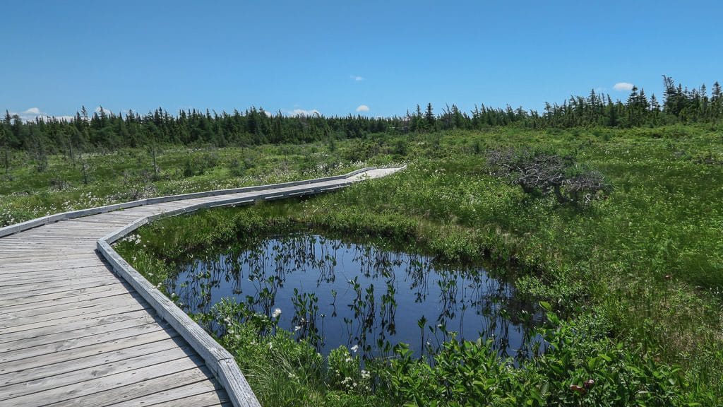 Wooden boardwalk on the Bog trail