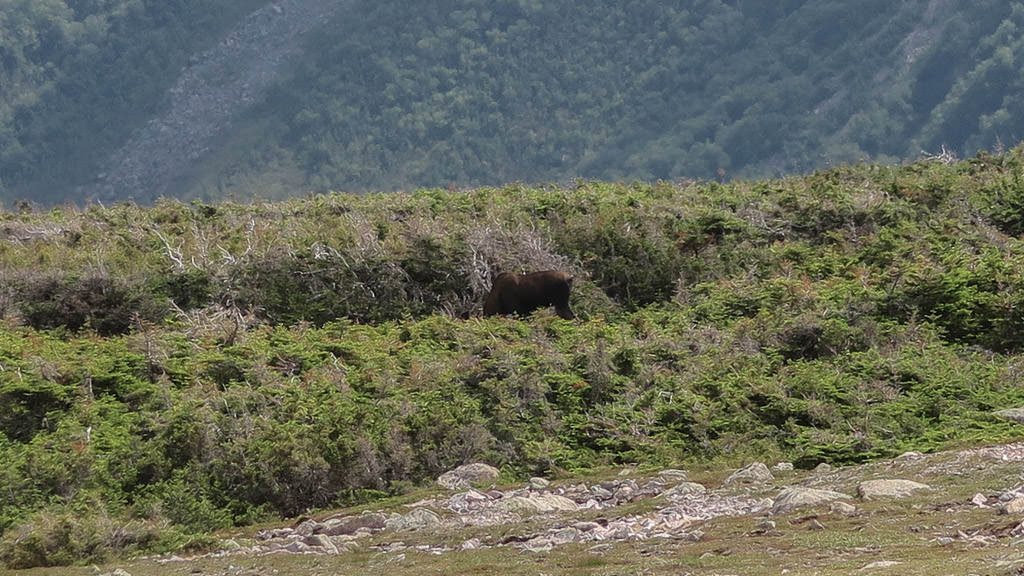 moose in Gros Morne National Park