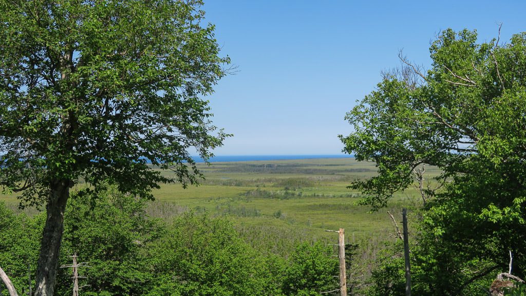 View of open plains on the Baker's Brooke Falls Trail, right outside of the moose exclosure