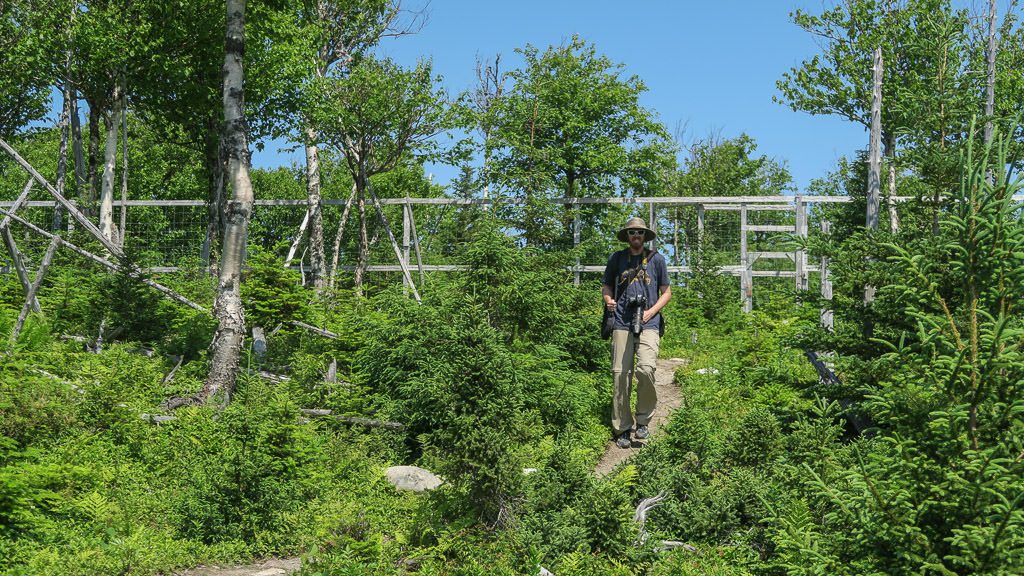 Buddy in the very overgrown Moose Exclosure