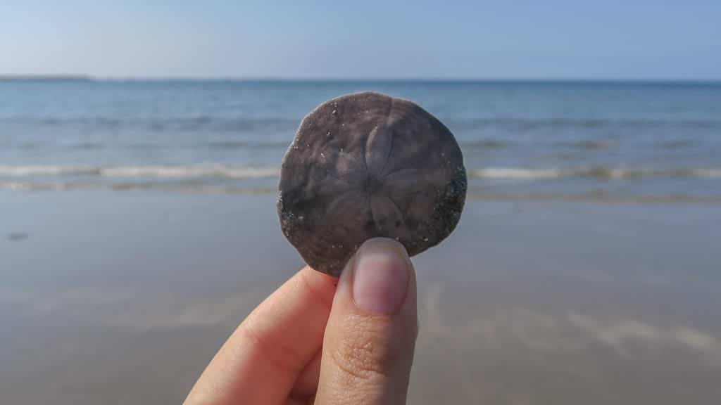 Sand dollar Brooke found while walking down Shallow Bay