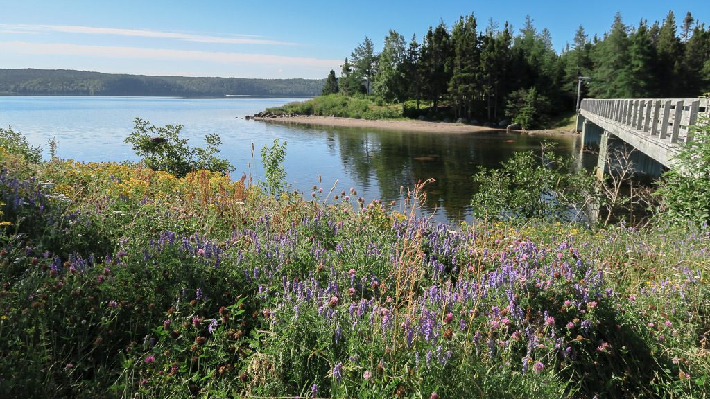 Wildflowers growing next to the water and bridge near the Visitor's Center