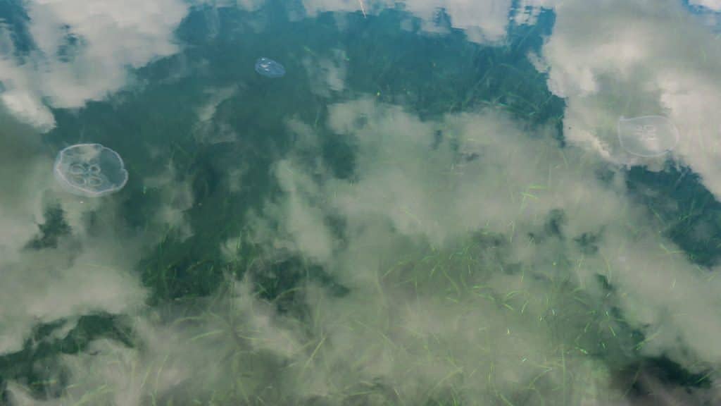 Jellyfish in the water, with clouds reflecting off the water