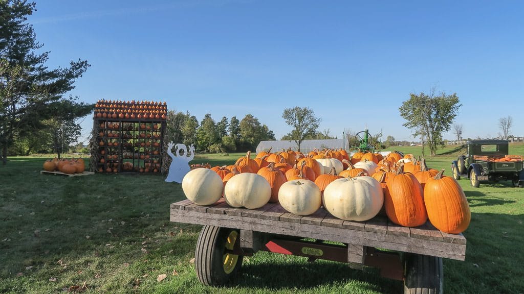 Pumpkins on a cart at a farm in vermont