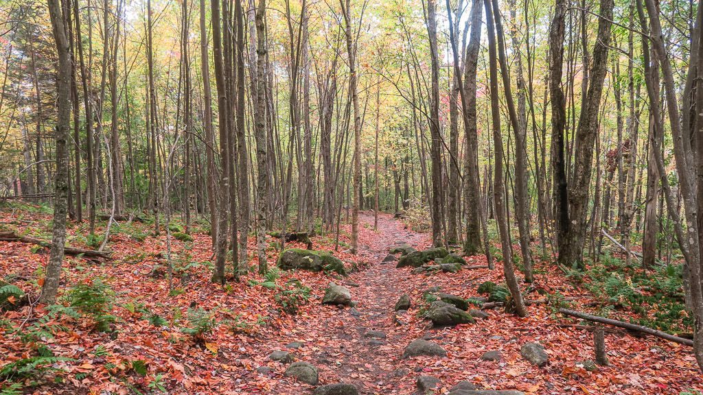 Wooded hiking trail with colorful leaves all over the ground in Vermont