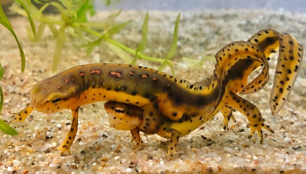 Notophthalmus viridescens dorsalis in amplexus