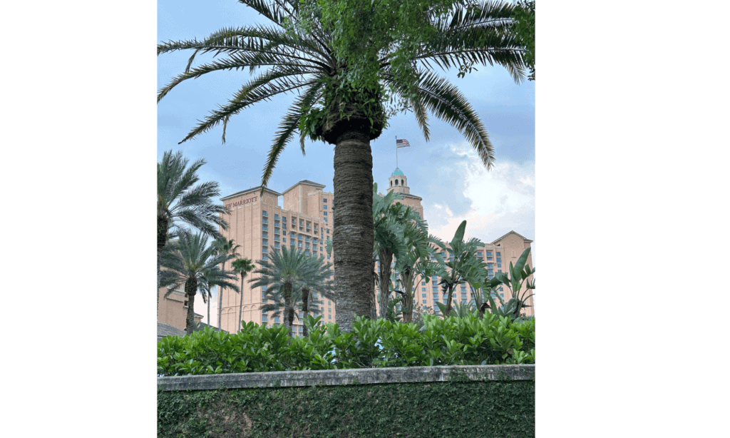 jw marriott orlando hotel behind palm trees
