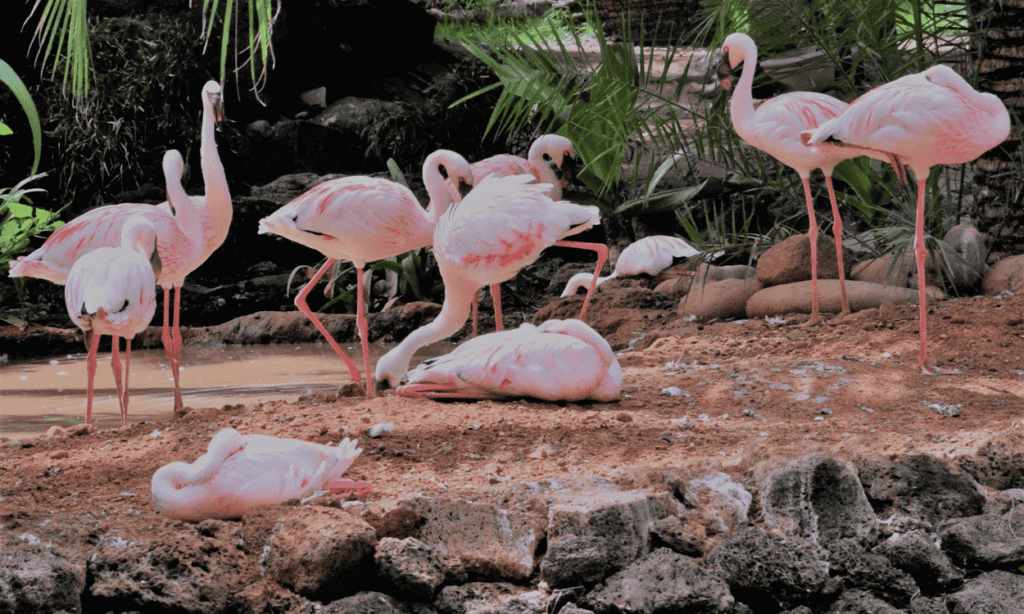 flamingos