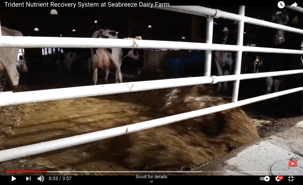 manure treatment system for flush dairy