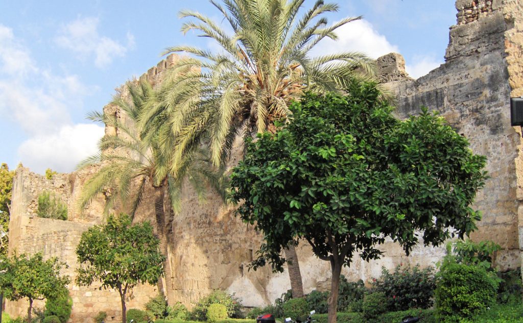 castle walls made of stone stand behind palm tree and orange trees