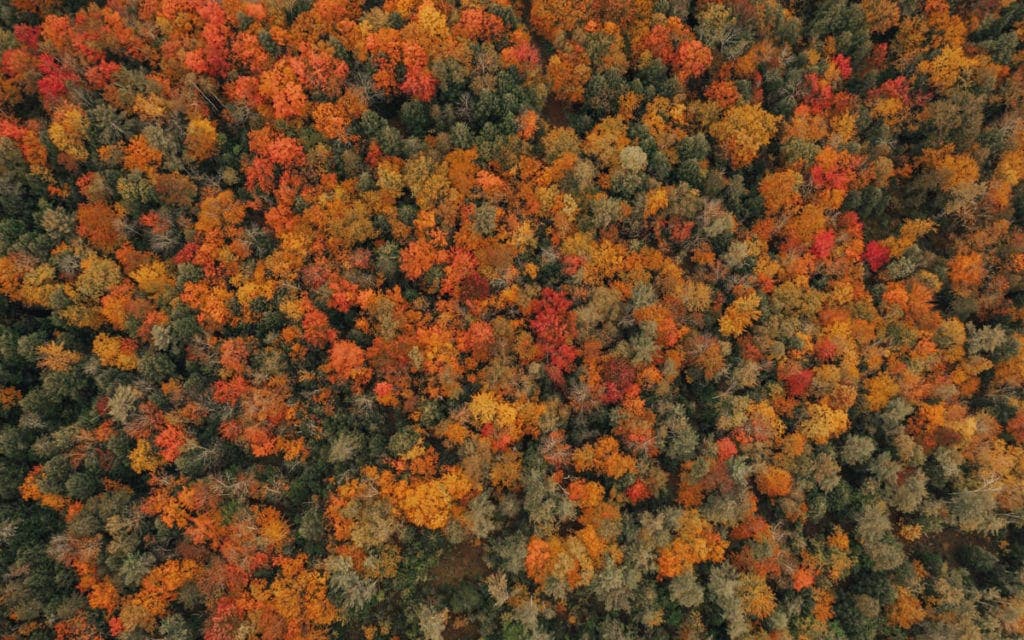 drone shot of orange fall colors in the new york adirondack mountains